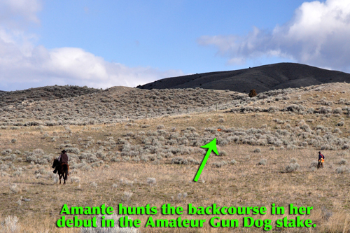 Amante hunts the backcourse in her Amateur Gun Dog run