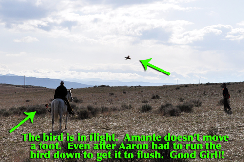Amante steady as the bird flushes back over her