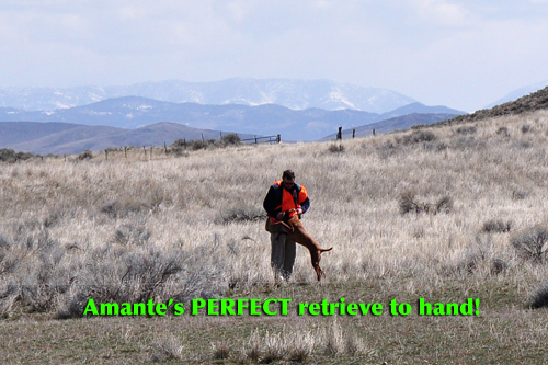 Amante demonstrating her master level retrieve-promptly, tenderly and absolutely to hand.