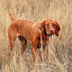 9 month old Crush on point - Boulder's N Fusion's Heartbreaker CGC