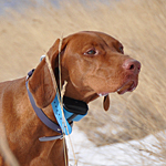 Vizsla Amante on point