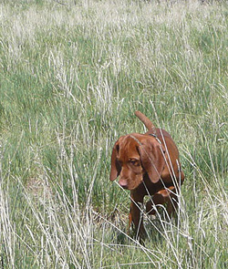 latest news denver co
 on Vizsla puppy Trip on point, 17 weeks old -- Colorado