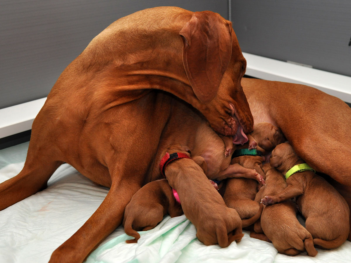 Vizsla Pups